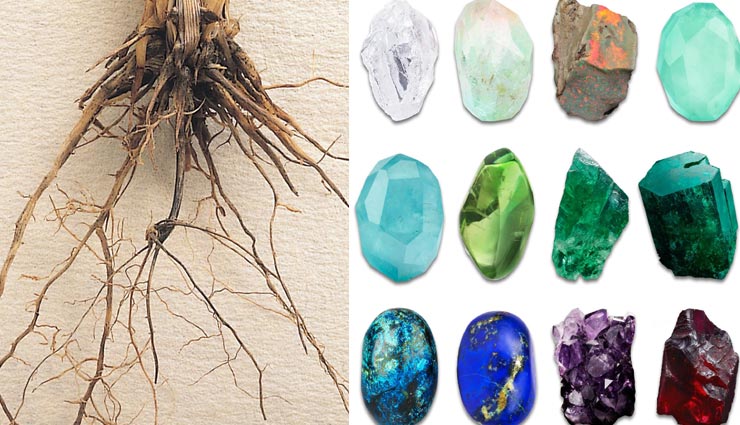 पेड़ों की जड़ें भी बदल सकती हैं आपका भाग्य, जानें किस तरह पाएं ग्रह दोष से मुक्ति