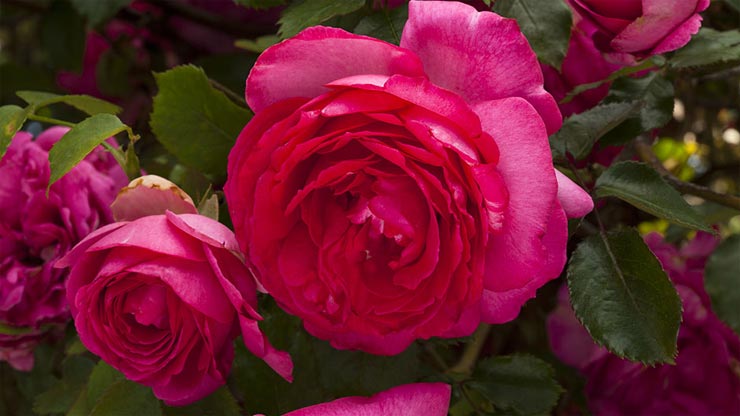 valentine week,rose day 2019 valentine week,rose day 2018 valentine week list benefits of rose hindi,health benefits of roses,health benefits,simple health tips