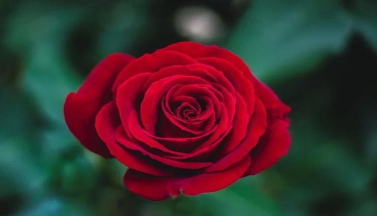 Health tips,health tips in hindi,home remedies,teeth problems