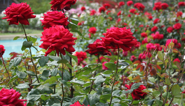 ooty,places to visit in ooty,attractions in ooty