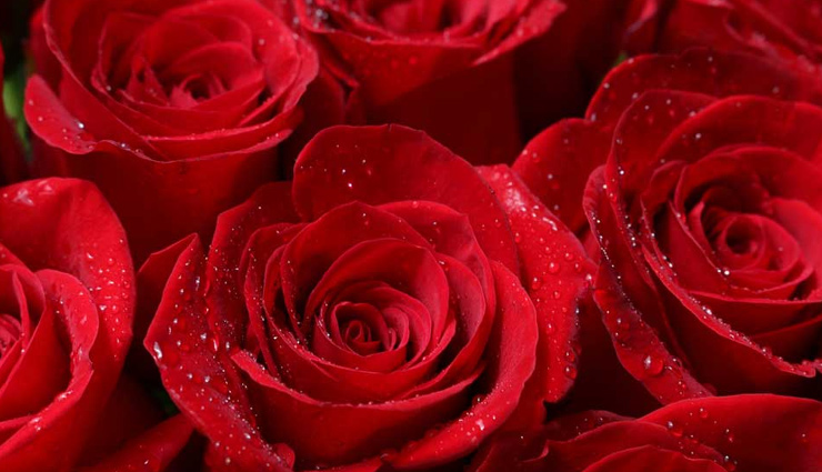 आपके बच्चे का नहीं लगता पढ़ाई-लिखाई में मन, तो याददाश्त बढ़ाने में यह फूल करेगा आपकी मदद; होगी चिंता दूर how to improve children memory,benefits of rose petals,benefits of rose petals,smell of rose can help to boost kids memory,rose scent benefits,health news,Health tips