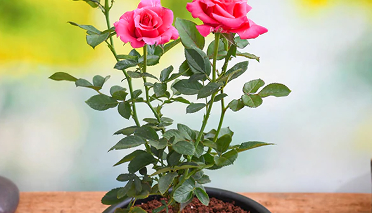 क्या आप भी अपने गार्डन में उगाना चाहते हैं गुलाब, इन बातों का ध्यान रख लगाए पौधा 
