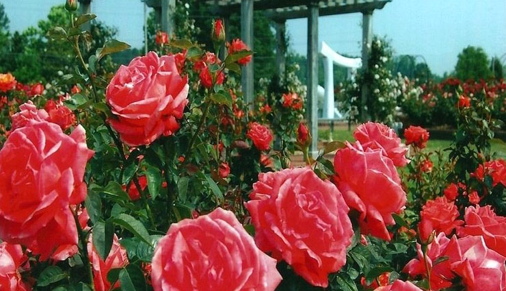 गुलाब का फूल बढाता है बगीचे की सुंदरता, जानें कैसे करें इसकी सार-संभाल