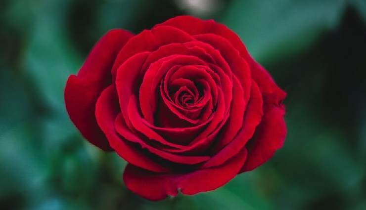 how to improve children memory,benefits of rose petals,benefits of rose petals,smell of rose can help to boost kids memory,rose scent benefits,health news,Health tips ,बच्चों की याददाश्त अच्छे करने के टिप्स, कैसे अच्छी करें बच्चों की याददाश्त,  गुलाब की पंखुड़ियों के फायदे, गुलाब की महक बच्चों की याददाश्त बढ़ाने में मदद कर सकती है