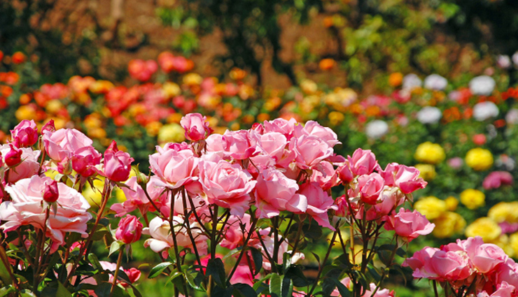 munnar,munnar tourism,tourist places in munnar,holidays in munnar,munnar travel