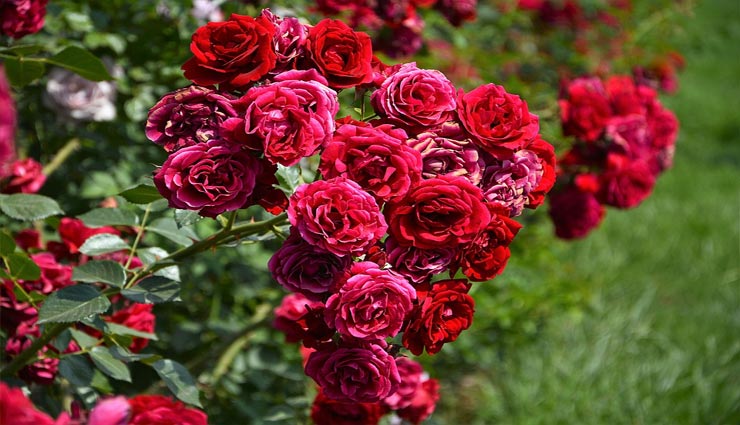 gardening tips,rose plant tips,home gardening tips,rose tips
