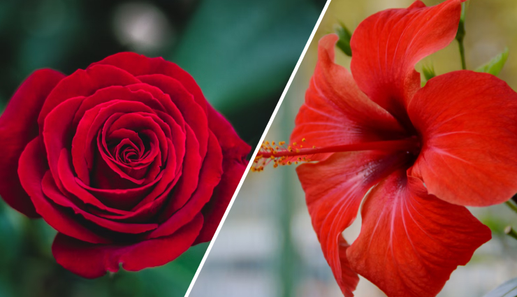 prevent grey hair naturally,natural remedies for grey hair,premature greying solutions,grey hair prevention tips,home remedies for grey hair,curry leaves for grey hair,sunflower seeds for hair health,pumpkin seeds for grey hair,sesame seeds for hair growth,coconut for preventing grey hair,hibiscus for hair health,rose flower benefits for hair,amla for grey hair prevention,moringa for hair health,preventing premature greying naturally,nutrients for preventing grey hair,healthy diet for grey hair prevention,natural ingredients for hair pigmentation,herbal remedies for grey hair,nourishing hair with natural ingredients