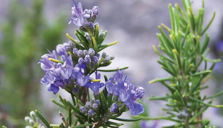 herbs for cancer prevention,spices for cancer treatment,cancer-fighting herbs,natural cancer remedies,turmeric cancer prevention,garlic benefits cancer,ginger anti-cancer properties,black pepper cancer prevention,oregano cancer benefits,cayenne pepper cancer treatment,cardamom cancer prevention,cinnamon anti-cancer,coriander cancer prevention,saffron cancer properties,rosemary cancer treatment,feverfew cancer benefits,basil cancer treatment,wheatgrass cancer prevention,cloves cancer properties,cancer-preventive herbs and spices