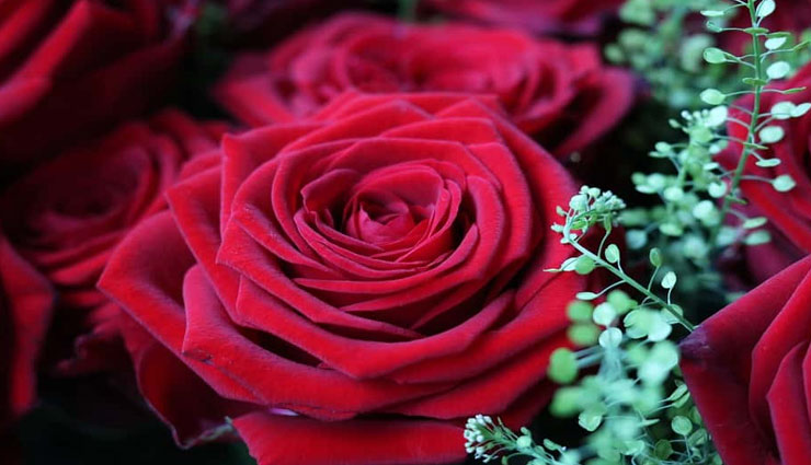 आपकी कई बीमारियों का इलाज है गुलाब की पत्तियों में, जाने इनके बारे में