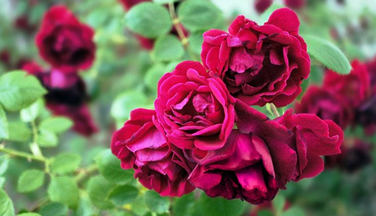 बगीचे में लगाया है गुलाब का पौधा, तो इसकी देखभाल में ले इन टिप्स की मदद 