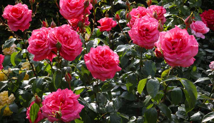 vastu tips,vastu tips in hindi,mental stress,lockdown