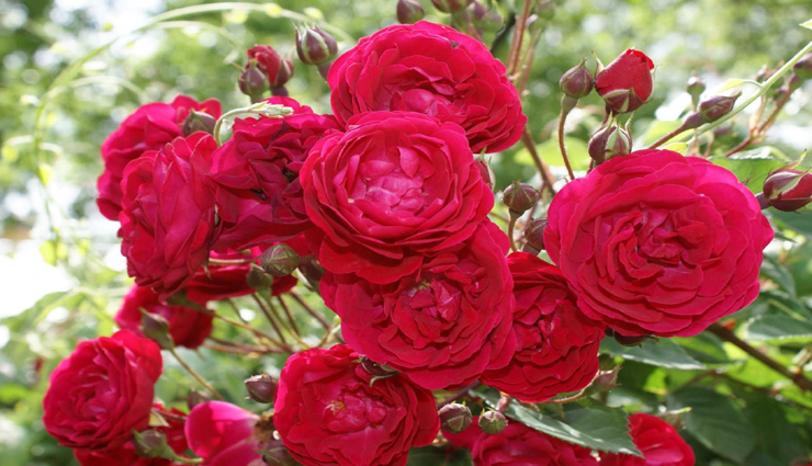 आपके घर में सकारात्मकता लाएंगे ये पौधे, वास्तु में बताया गया हैं महत्व