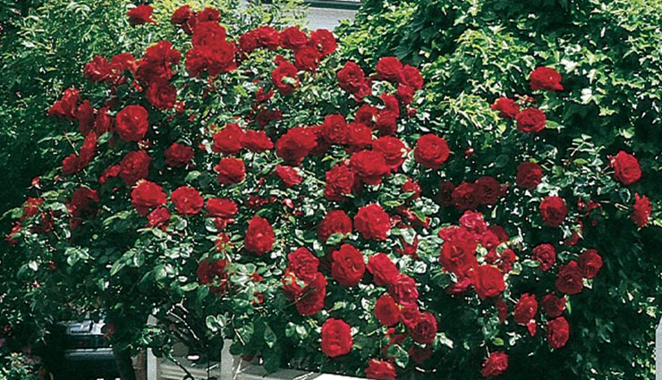 rose plant,take care of rose,rose plant,gardening tips,rose tips