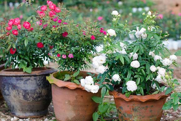 rose plant,rose plant care tips,gardening tips