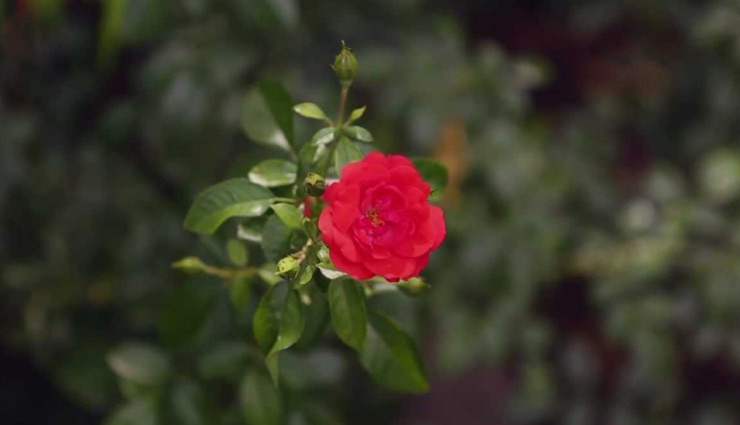 गुलाब का पौधा बढाता है आपके बगीचे की शान, देखभाल के लिए अपनाए ये टिप्स