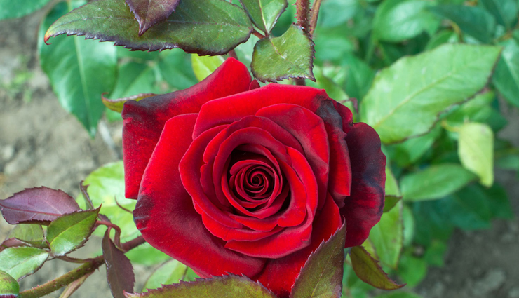 diy remedies for glowing skin brides to be can try at home,beauty tips,beauty hacks