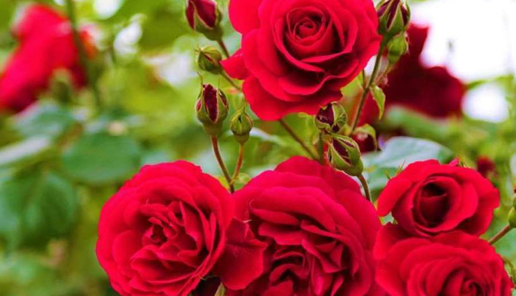 tips to grow rose plant at home,household tips