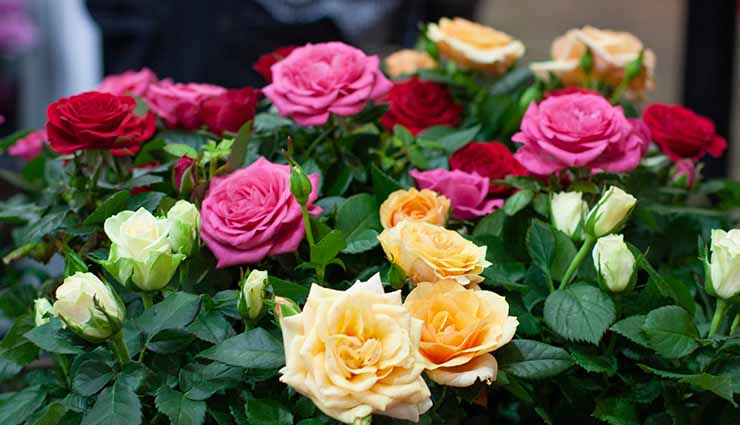 tips to grow rose plant at home,household tips