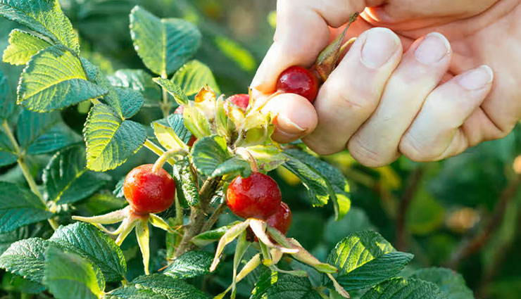 rosehip oil benefits,health benefits of rosehip oil,rosehip oil for skin,rosehip oil for hair,rosehip oil anti-aging,rosehip oil for acne,rosehip oil for scars,rosehip oil for glowing skin,rosehip oil for hydration,rosehip oil nutrients,natural skincare with rosehip oil