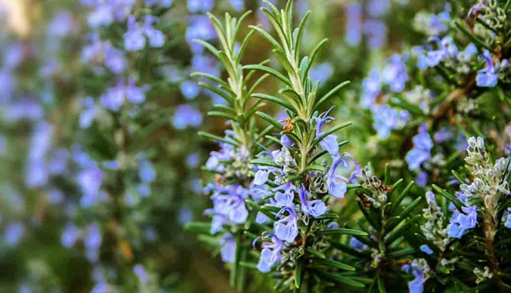 plants to keep flies away,tips to get rid of flies,basil,lemongrass,lemon thyme,mint,rosemary