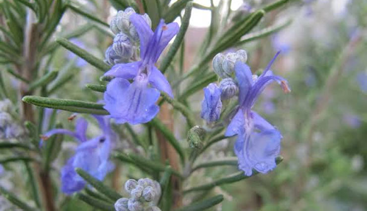 natural fragrance,natural fragrance for beauty,natural fragrance lemon,natural fragrance tomato,natural fragrance green tea,natural fragrance coconut oil,natural fragrance rosemary,beauty,beauty tips