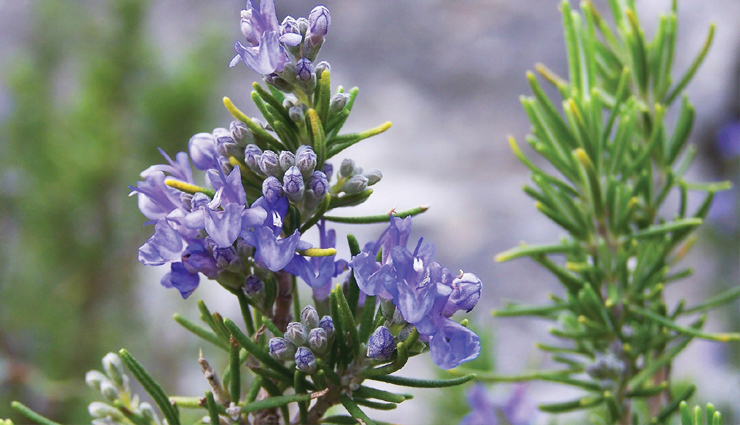 mosquito,mosquito bite,natural ingredients protect from mosquito bite,mosquitos,Health,Health tips