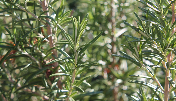 herbs for hair growth,natural herbs for thick hair,herbs for long hair,hair growth herbs,best herbs for hair health,herbal remedies for hair growth,herbs for healthy hair,hair strengthening herbs,herbal treatments for thick hair,natural hair growth herbs