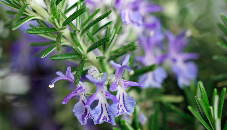 hair loss prevention herbs,herbs for promoting hair growth,natural remedies for hair loss,herbal solutions for hair health,ayurvedic herbs for hair care,henna benefits for hair,wild basil for hair loss treatment,shikakai hair cleansing benefits,amla for healthy hair growth,rosemary for hair growth stimulation,ginkgo biloba for scalp circulation,hibiscus for scalp and hair nourishment,ginseng for hair strengthening,aloe vera for scalp health,giant dodder benefits for hair,false daisy (bhringraj) for hair growth,herbal remedies for alopecia,natural hair care with herbs,effective herbs for combating hair thinning,ayurvedic herbs for hair regrowth