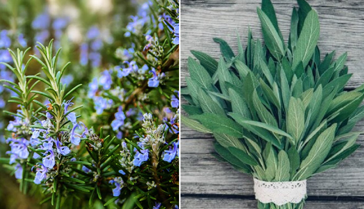 hair from greying,home remedies to prevent hair from greying,grey hair,hair care tips,hair care,beauty,beauty tips