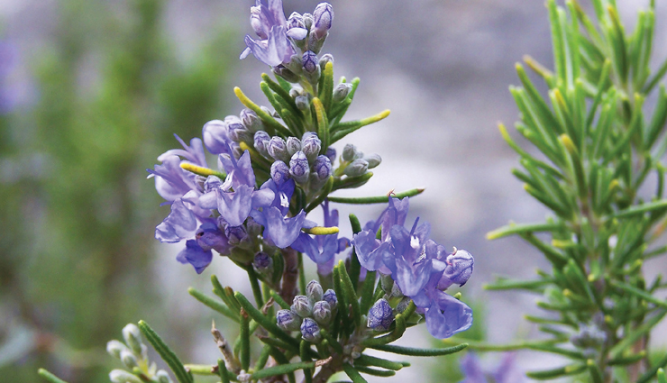 dry mouth,dry mouth remedies,dry mouth home remedies,Health,Health tips