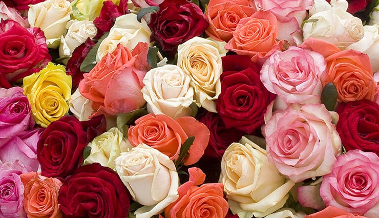 गुलाब का हर रंग कुछ कहता हैं, जानें किसे दे सकते हैं आप इसका नजराना