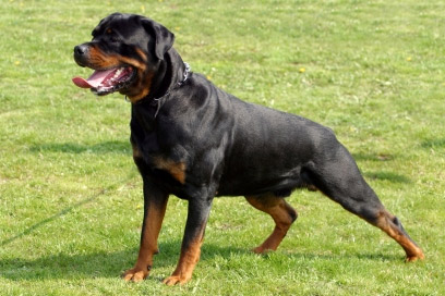 most dangerous dog breeds,dog breeds,dangerous dog breeds,caucasian ovcharka,pitbull,german shepherd,rottweiler,alaskan malamutes