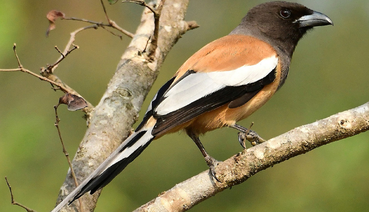 jungle birds,jungle birds you can spot  in india,india tourism,tourist places in india,india tourist places,holidays,travel