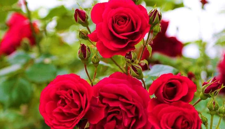 banana mask,honey mask,egg mask,yogurt,mayonnaise,rose mask,Olive Oil,avocado,home remedies to treat rough hair,rough hair,hair care tips,beauty tips