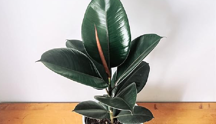 indoor plants for lung health,lung-friendly houseplants,air-purifying indoor plants,plants to improve indoor air quality,lung health and indoor gardening,indoor plants for respiratory health,houseplants for clean air,best indoor plants for lung health,lung-supporting houseplants,indoor plants for cleaner breathing