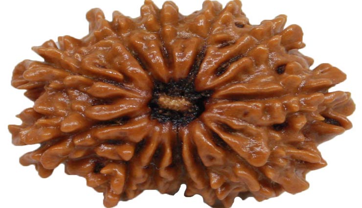 ग्रहों की अनुकूलता के लिए धारण करें रूद्राक्ष, जानें कौनसा रहेगा सही 