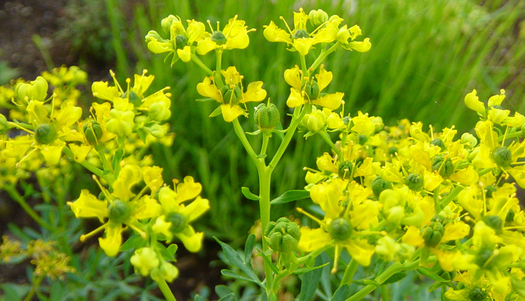 birth control,natural methods for birth control,birth control tips,parenting tips,Health,Health tips