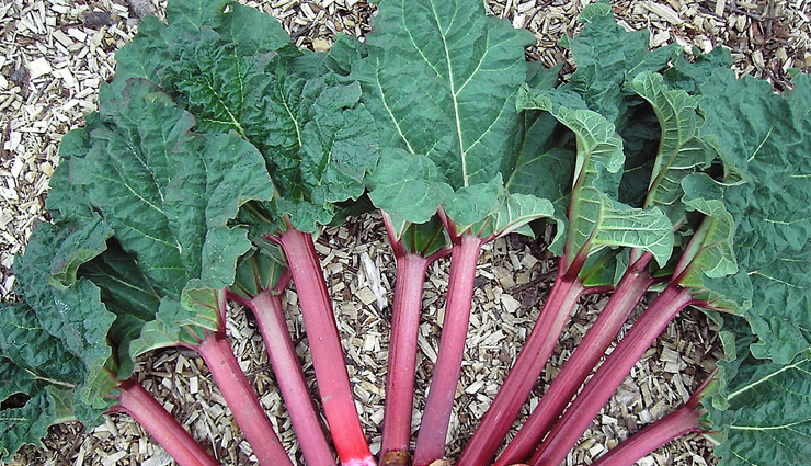 calcium rich veggies you must eat regularly,healthy living,Health tips