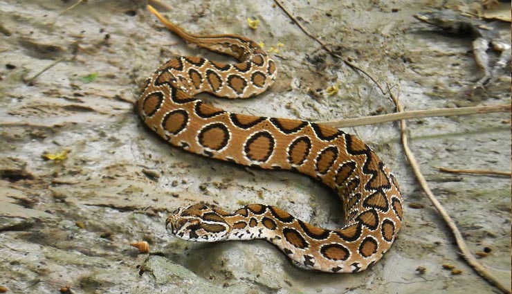 5 most beautiful and deadliest snakes,indian cobra,king cobra,indian krait,bamboo pit viper,russell viper