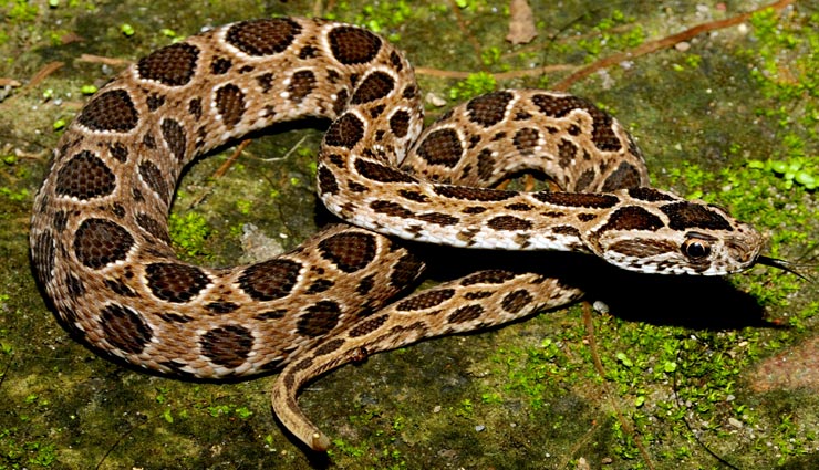 weird news,weird information,beautiful snakes,dangerous snakes