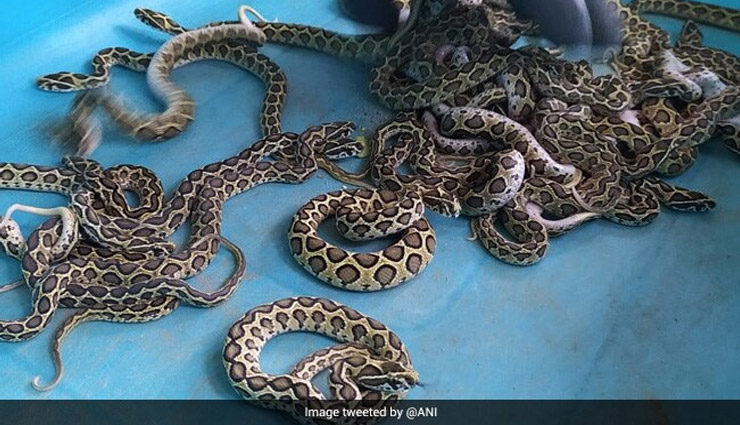 
'सबसे जहरीले सांप' ने दिया 33 बच्चों को जन्म, तस्वीरें सोशल मीडिया पर वायरल