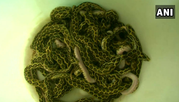 'सबसे जहरीले सांप' ने दिया 33 बच्चों को जन्म, तस्वीरें सोशल मीडिया पर वायरल russells viper,viral photo,coimbatore,snake gives birth,snake gives birth to 33 snakelets,coimbatore,voc park zoo