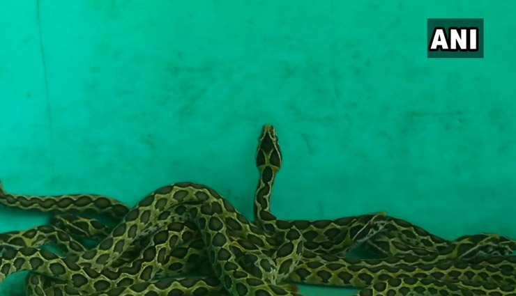 russells viper,viral photo,coimbatore,snake gives birth,snake gives birth to 33 snakelets,coimbatore,voc park zoo ,कोयम्बटूर,चिड़ियाघर ,रसेल्स वाइपर