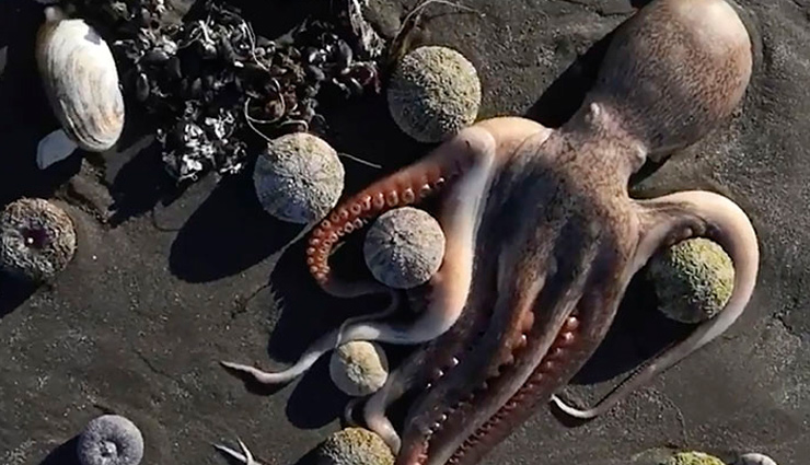 रूस के समंदर में सबसे बड़ी प्राकृतिक तबाही, तटों पर लगा जीवों के लाशों का ढेर