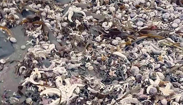 रूस के समंदर में सबसे बड़ी प्राकृतिक तबाही, तटों पर लगा जीवों के लाशों का ढेर eco disaster,kamchatka peninsula,mass death of sea animals,pacific beach,world news