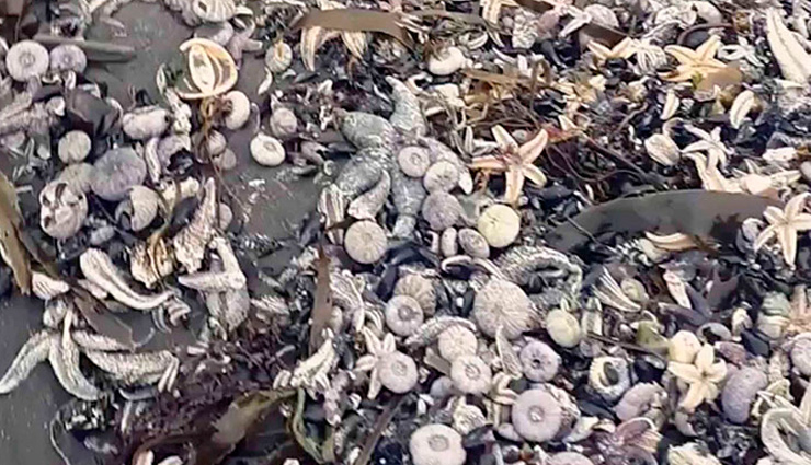 रूस के समंदर में सबसे बड़ी प्राकृतिक तबाही, तटों पर लगा जीवों के लाशों का ढेर eco disaster,kamchatka peninsula,mass death of sea animals,pacific beach,world news