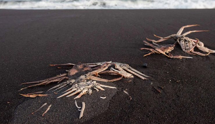 रूस के समंदर में सबसे बड़ी प्राकृतिक तबाही, तटों पर लगा जीवों के लाशों का ढेर eco disaster,kamchatka peninsula,mass death of sea animals,pacific beach,world news