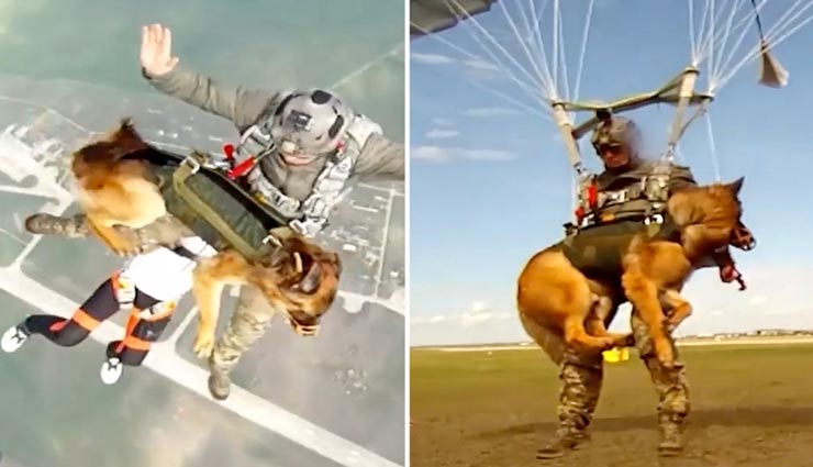 यह देश युद्ध के लिए कर रहा जवानों के साथ कुत्तों को भी तैयार, पैराशूट के सहारे कूद रहे ऊंचाई से 