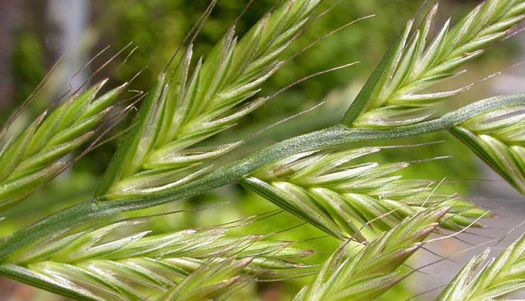 rye grain health benefits,rye bread nutritional advantages,rye flour and its uses,rye fiber for digestive health,rye anti-aging properties,rye and kidney-friendly diet,rye for heart health,rye impact on diabetes,rye role in cancer prevention,rye potential in epigenetics