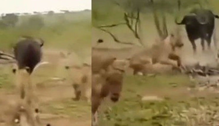 Shocking Video: शेरों के झुंड से अकेला भीड़ गया भैंसा...
